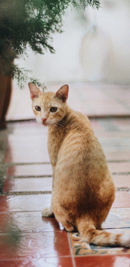 [2436x1125]猫咪 宠物 橘猫 回头 颗粒 苹果手机壁纸图片