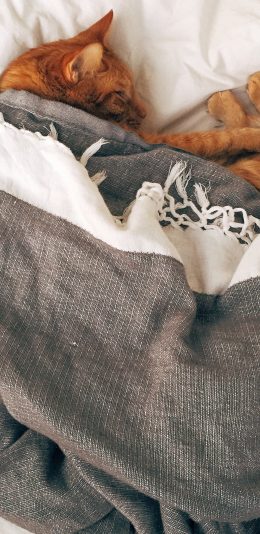 [2436x1125]猫咪 宠物 橘猫 围巾 苹果手机壁纸图片