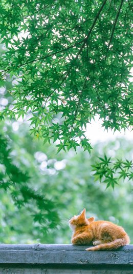 [2436x1125]猫咪 宠物 橘猫 墙头 苹果手机壁纸图片