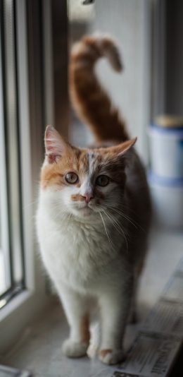 [2436x1125]猫咪 宠物 橘猫 尾巴 苹果手机壁纸图片