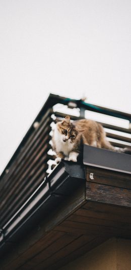 [2436x1125]猫咪 宠物 橘猫 屋檐 苹果手机壁纸图片