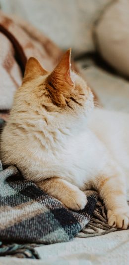 [2436x1125]猫咪 宠物 橘猫 爪子 苹果手机壁纸图片