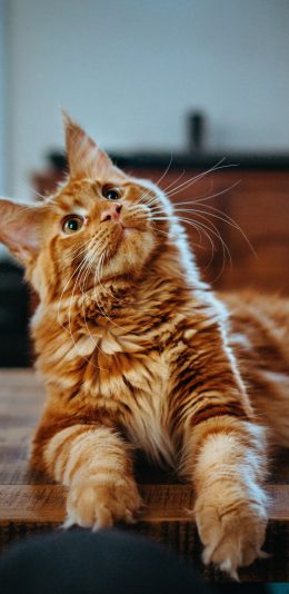 [2436x1125]猫咪 宠物 橘猫 皮毛 苹果手机壁纸图片