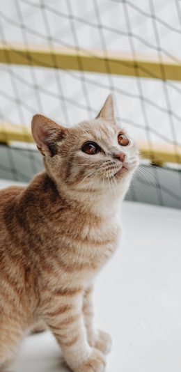 [2436x1125]猫咪 宠物 橘猫 皮毛 渐层 苹果手机壁纸图片