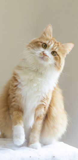 [2436x1125]猫咪 宠物 橘猫 肥猫 苹果手机壁纸图片