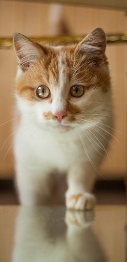 [2436x1125]猫咪 宠物 橘猫 肥胖 苹果手机壁纸图片