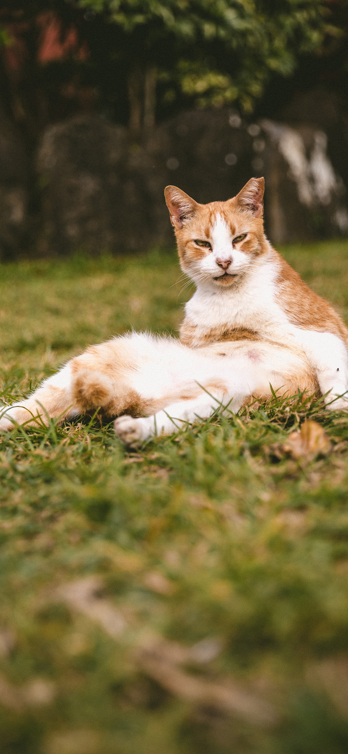 [2436×1125]猫咪 宠物 橘猫 草地 苹果手机壁纸图片