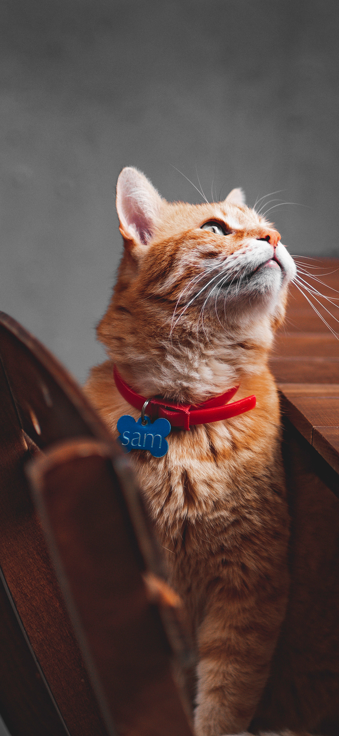 [2436×1125]猫咪 宠物 橘猫 项圈 苹果手机壁纸图片