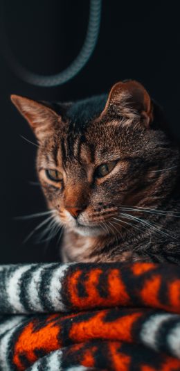 [2436x1125]猫咪 宠物 毛毯 皮毛 苹果手机壁纸图片