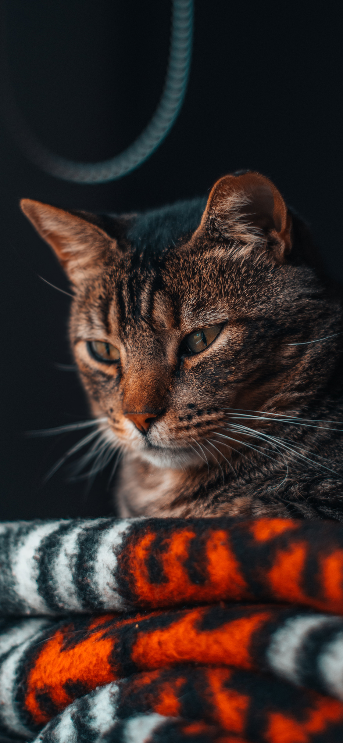 [2436×1125]猫咪 宠物 毛毯 皮毛 苹果手机壁纸图片