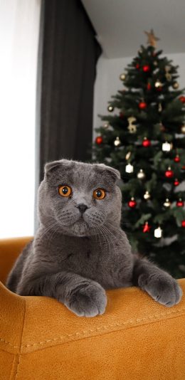 [2436x1125]猫咪 宠物 沙发 苹果手机壁纸图片