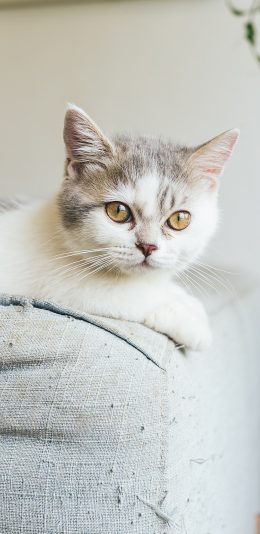 [2436x1125]猫咪 宠物 沙发 可爱 苹果手机壁纸图片