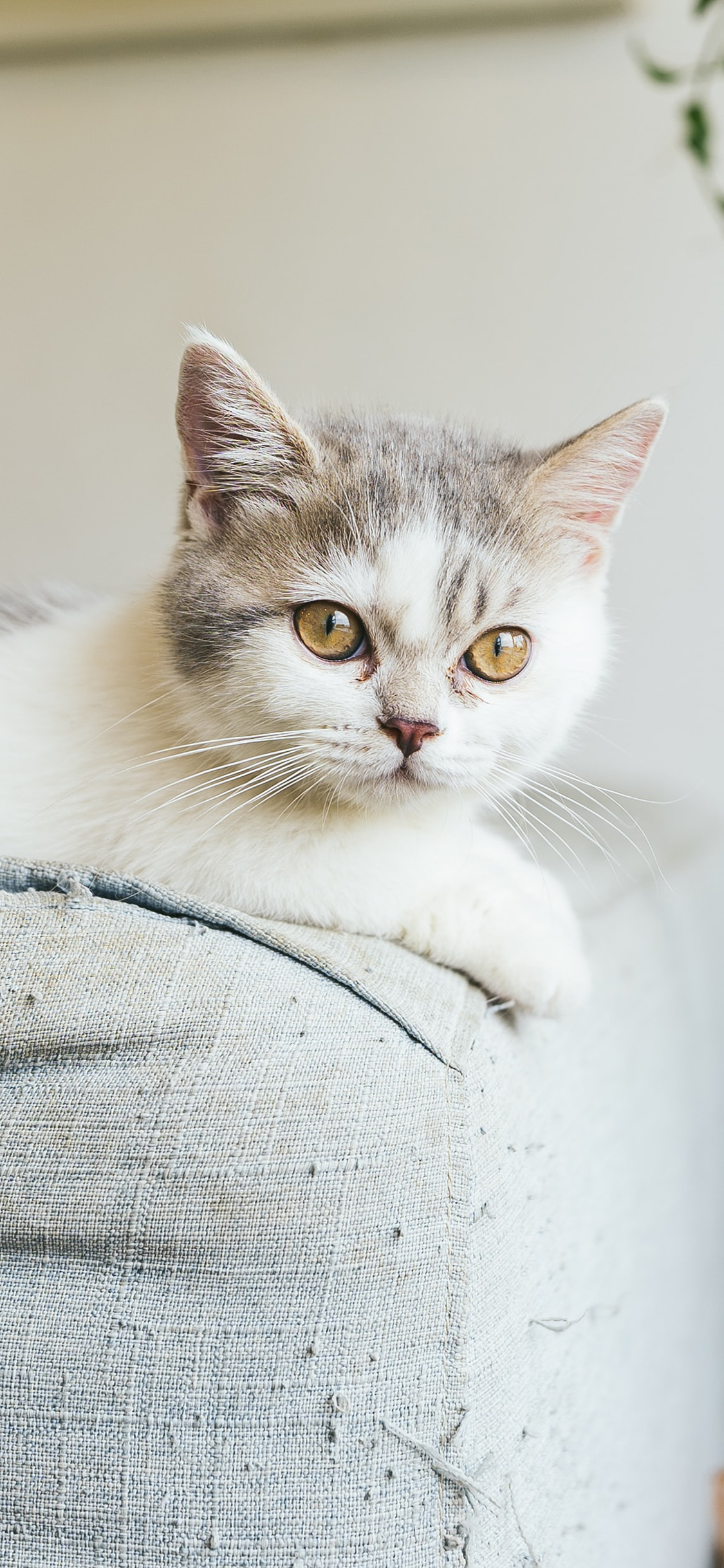 [2436×1125]猫咪 宠物 沙发 可爱 苹果手机壁纸图片