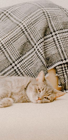 [2436x1125]猫咪 宠物 沙发 围巾 苹果手机壁纸图片