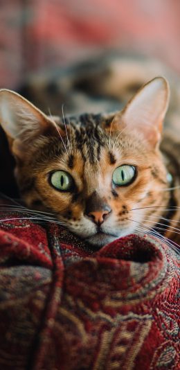 [2436x1125]猫咪 宠物 沙发 孟加拉 苹果手机壁纸图片