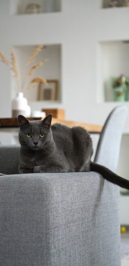 [2436x1125]猫咪 宠物 沙发 灰猫 苹果手机壁纸图片