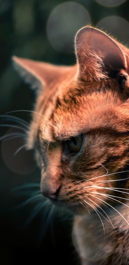 [2436x1125]猫咪 宠物 沮丧 皮毛 苹果手机壁纸图片