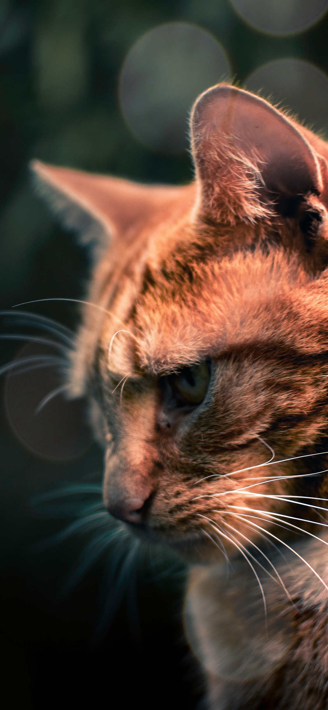 [2436×1125]猫咪 宠物 沮丧 皮毛 苹果手机壁纸图片