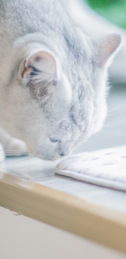 [2436x1125]猫咪 宠物 渐层 皮毛 苹果手机壁纸图片