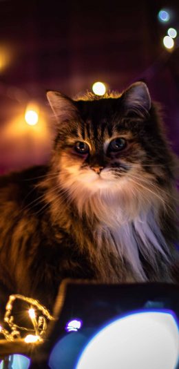 [2436x1125]猫咪 宠物 灯光 苹果手机壁纸图片