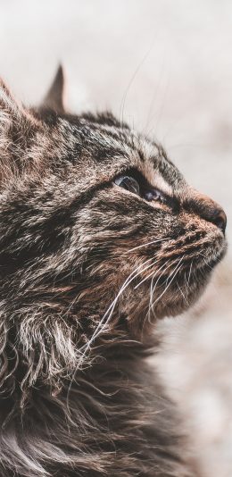 [2436x1125]猫咪 宠物 灰猫  侧脸 苹果手机壁纸图片