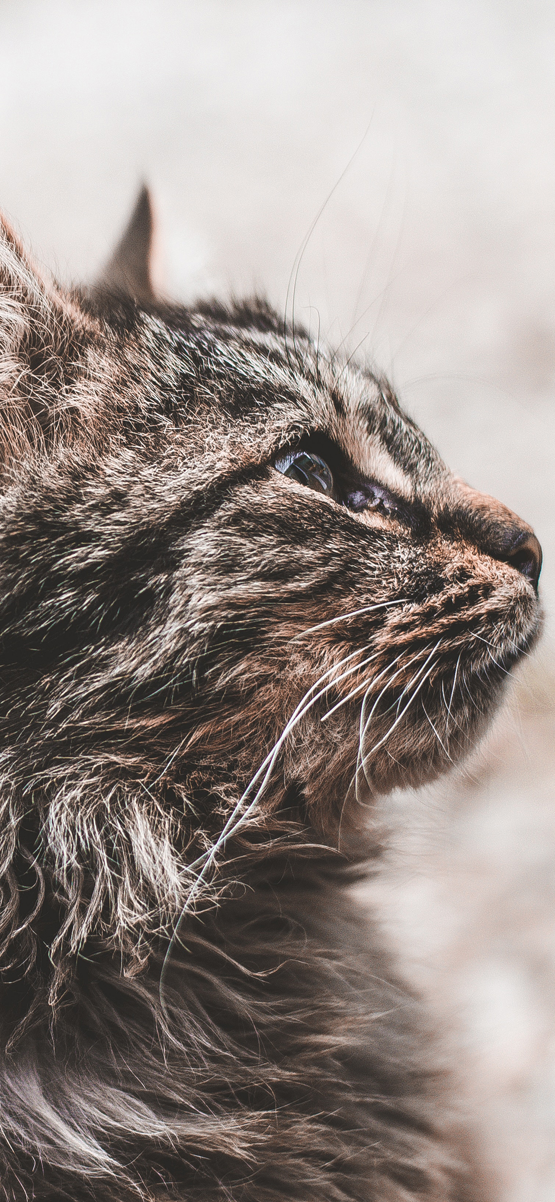 [2436×1125]猫咪 宠物 灰猫  侧脸 苹果手机壁纸图片