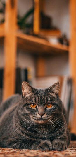 [2436x1125]猫咪 宠物 灰猫 地毯 苹果手机壁纸图片