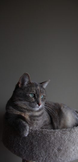 [2436x1125]猫咪 宠物 灰猫 猫架 苹果手机壁纸图片