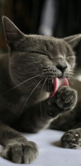 [2436x1125]猫咪 宠物 灰猫 猫须 苹果手机壁纸图片