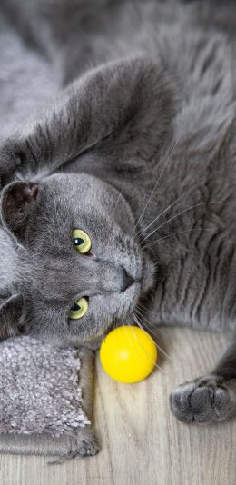 [2436x1125]猫咪 宠物 灰猫 球 玩具 苹果手机壁纸图片
