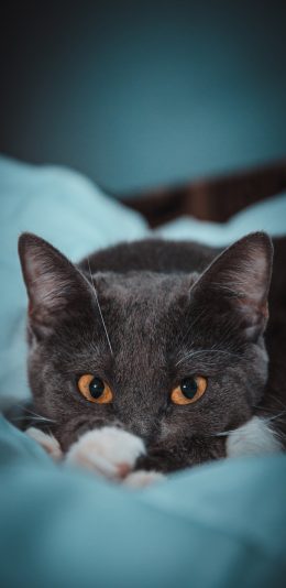 [2436x1125]猫咪 宠物 灰猫 皮毛 苹果手机壁纸图片