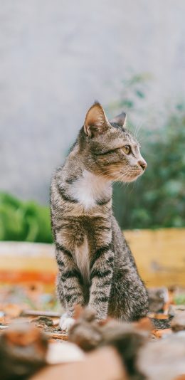 [2436x1125]猫咪 宠物 灰猫 站立 苹果手机壁纸图片
