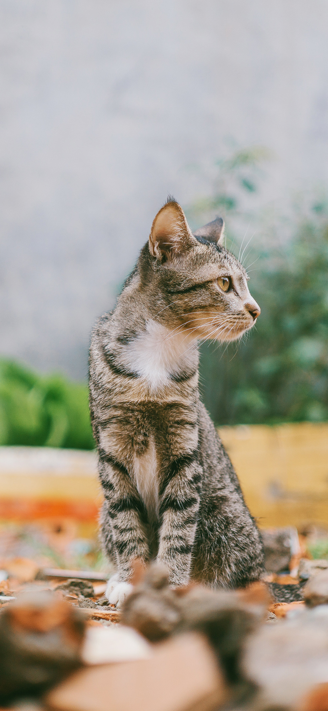 [2436×1125]猫咪 宠物 灰猫 站立 苹果手机壁纸图片