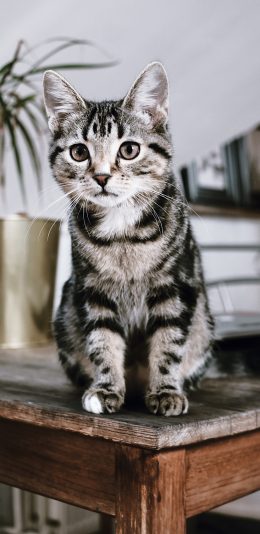[2436x1125]猫咪 宠物 灰白 桌子 苹果手机壁纸图片