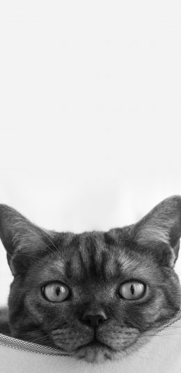 [2436x1125]猫咪 宠物 灰白 皮毛 苹果手机壁纸图片