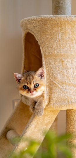 [2436x1125]猫咪 宠物 猫屋 橘猫 苹果手机壁纸图片