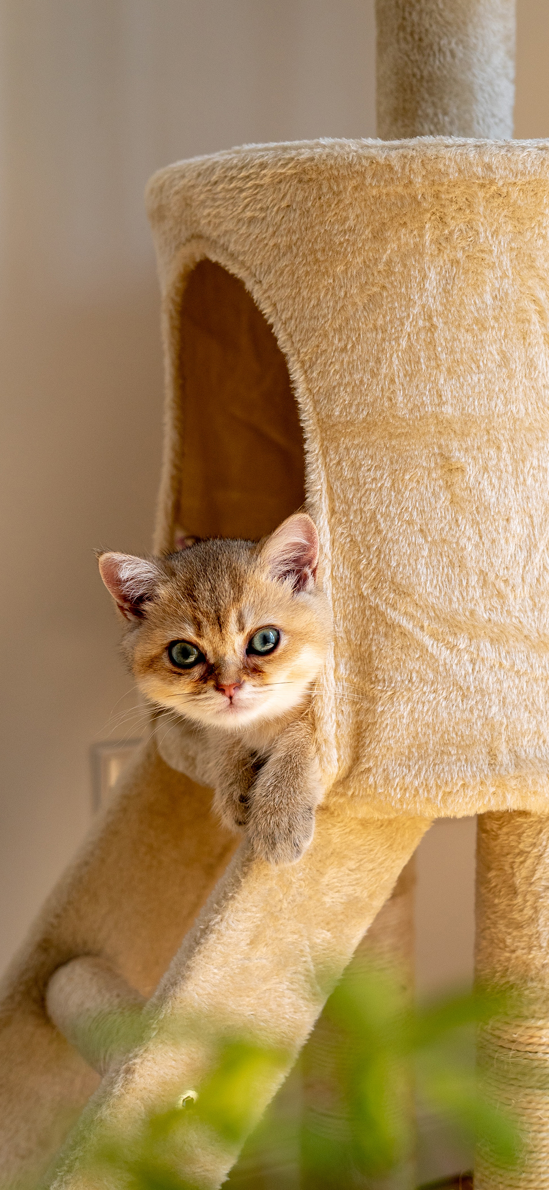 [2436×1125]猫咪 宠物 猫屋 橘猫 苹果手机壁纸图片