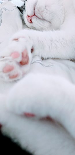 [2436x1125]猫咪 宠物 猫掌 睡眠 苹果手机壁纸图片