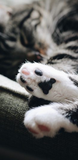 [2436x1125]猫咪 宠物 猫爪 肉掌 苹果手机壁纸图片