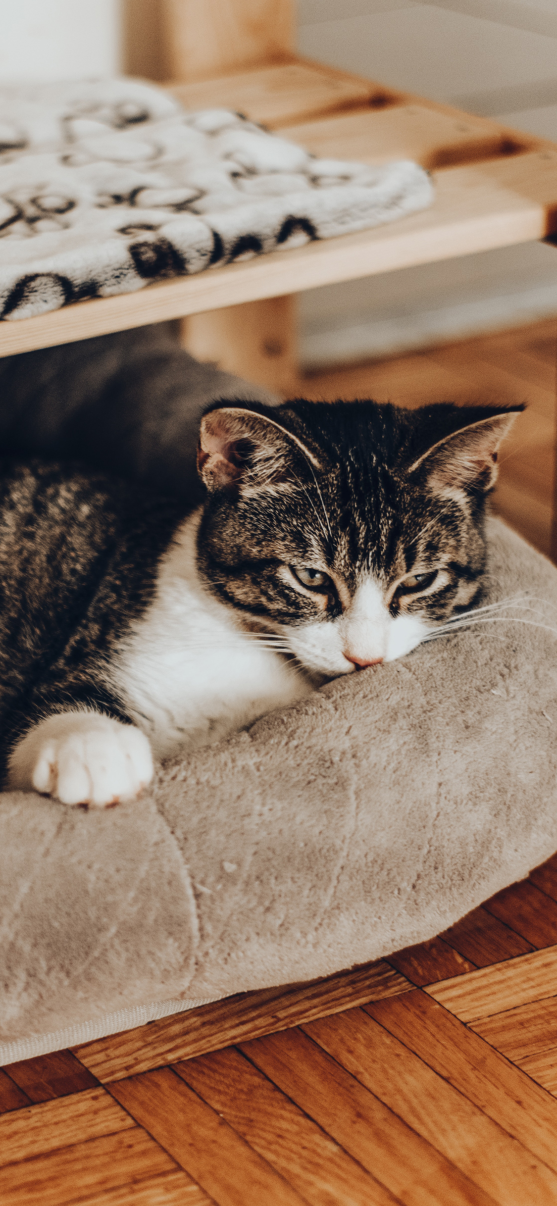 [2436×1125]猫咪 宠物 猫窝 花猫 苹果手机壁纸图片