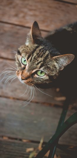 [2436x1125]猫咪 宠物 猫须 仰头 苹果手机壁纸图片