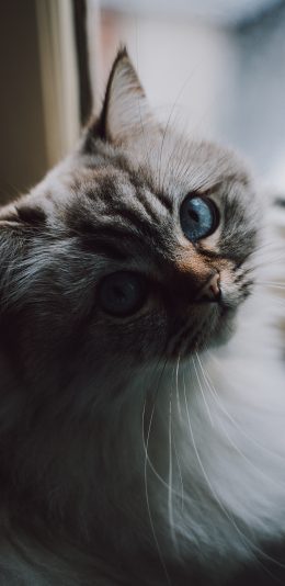 [2436x1125]猫咪 宠物 猫须 瞳孔 苹果手机壁纸图片