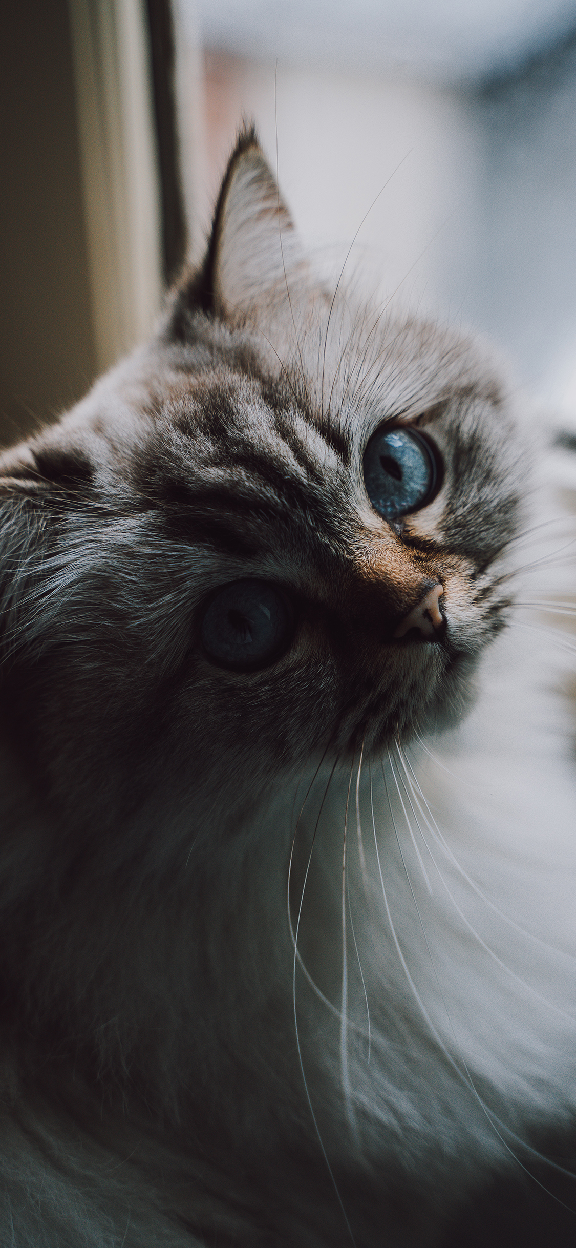 [2436×1125]猫咪 宠物 猫须 瞳孔 苹果手机壁纸图片