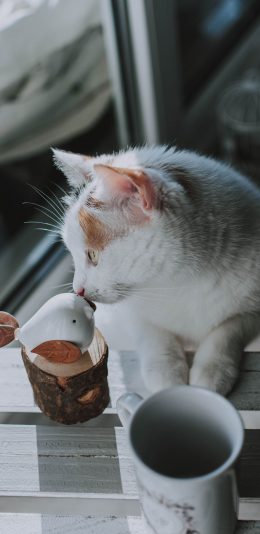 [2436x1125]猫咪 宠物 瓷杯 宠物 苹果手机壁纸图片