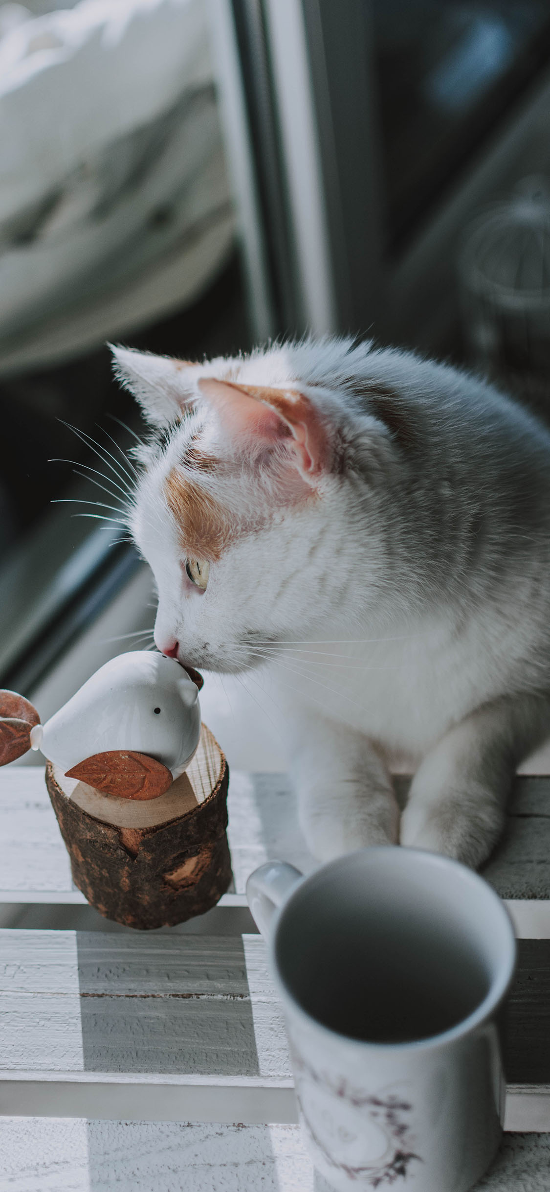 [2436×1125]猫咪 宠物 瓷杯 宠物 苹果手机壁纸图片