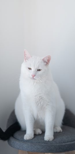 [2436x1125]猫咪 宠物 白猫 忧郁 苹果手机壁纸图片
