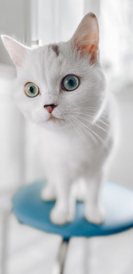 [2436x1125]猫咪 宠物 白猫 椅子 苹果手机壁纸图片