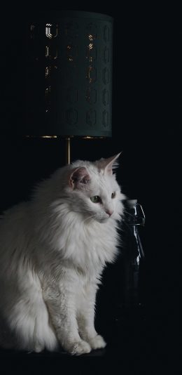 [2436x1125]猫咪 宠物 白猫 皮毛 乖巧 苹果手机壁纸图片