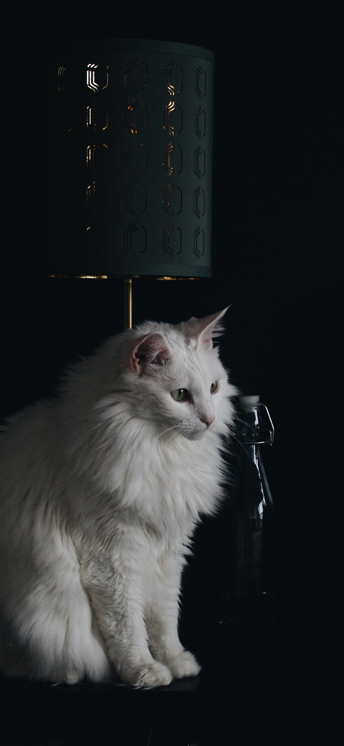 [2436×1125]猫咪 宠物 白猫 皮毛 乖巧 苹果手机壁纸图片