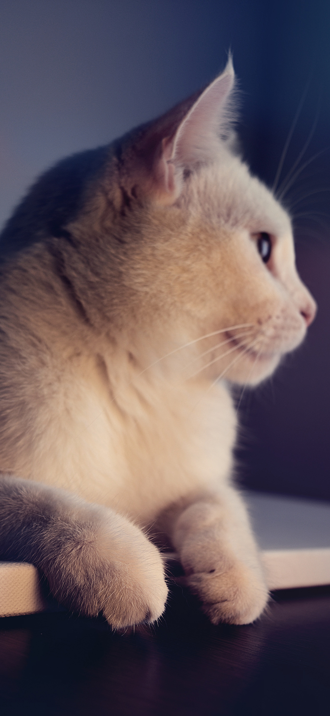 [2436×1125]猫咪 宠物 白猫 皮毛 喵星人 苹果手机壁纸图片